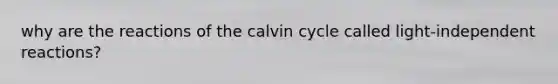 why are the reactions of the calvin cycle called light-independent reactions?