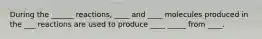 During the ______ reactions, ____ and ____ molecules produced in the ___ reactions are used to produce ____ _____ from ____.