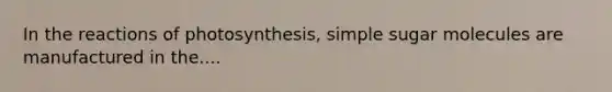 In the reactions of photosynthesis, simple sugar molecules are manufactured in the....