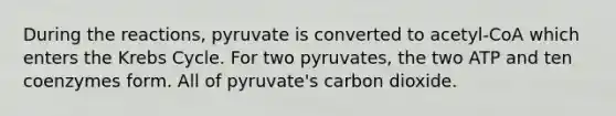 During the reactions, pyruvate is converted to acetyl-CoA which enters the Krebs Cycle. For two pyruvates, the two ATP and ten coenzymes form. All of pyruvate's carbon dioxide.