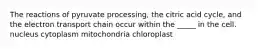 The reactions of pyruvate processing, the citric acid cycle, and the electron transport chain occur within the _____ in the cell. nucleus cytoplasm mitochondria chloroplast