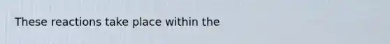 These reactions take place within the