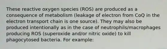 These reactive oxygen species (ROS) are produced as a consequence of metabolism (leakage of electron from CoQ in <a href='https://www.questionai.com/knowledge/k57oGBr0HP-the-electron-transport-chain' class='anchor-knowledge'>the electron transport chain</a> is one source). They may also be produced intentionally as in the case of neutrophils/macrophages producing ROS (superoxide and/or nitric oxide) to kill phagocytosed bacteria. For example: