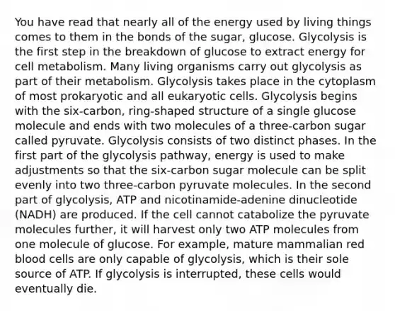 You have read that nearly all of the energy used by living things comes to them in the bonds of the sugar, glucose. Glycolysis is the first step in the breakdown of glucose to extract energy for cell metabolism. Many living organisms carry out glycolysis as part of their metabolism. Glycolysis takes place in the cytoplasm of most prokaryotic and all <a href='https://www.questionai.com/knowledge/kb526cpm6R-eukaryotic-cells' class='anchor-knowledge'>eukaryotic cells</a>. Glycolysis begins with the six-carbon, ring-shaped structure of a single glucose molecule and ends with two molecules of a three-carbon sugar called pyruvate. Glycolysis consists of two distinct phases. In the first part of the glycolysis pathway, energy is used to make adjustments so that the six-carbon sugar molecule can be split evenly into two three-carbon pyruvate molecules. In the second part of glycolysis, ATP and nicotinamide-adenine dinucleotide (NADH) are produced. If the cell cannot catabolize the pyruvate molecules further, it will harvest only two ATP molecules from one molecule of glucose. For example, mature mammalian red blood cells are only capable of glycolysis, which is their sole source of ATP. If glycolysis is interrupted, these cells would eventually die.