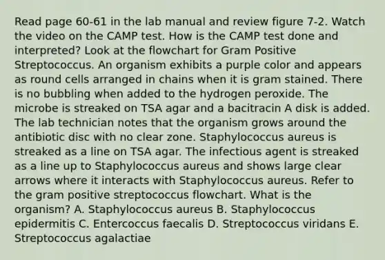 Read page 60-61 in the lab manual and review figure 7-2. Watch the video on the CAMP test. How is the CAMP test done and interpreted? Look at the flowchart for Gram Positive Streptococcus. An organism exhibits a purple color and appears as round cells arranged in chains when it is gram stained. There is no bubbling when added to the hydrogen peroxide. The microbe is streaked on TSA agar and a bacitracin A disk is added. The lab technician notes that the organism grows around the antibiotic disc with no clear zone. Staphylococcus aureus is streaked as a line on TSA agar. The infectious agent is streaked as a line up to Staphylococcus aureus and shows large clear arrows where it interacts with Staphylococcus aureus. Refer to the gram positive streptococcus flowchart. What is the organism? A. Staphylococcus aureus B. Staphylococcus epidermitis C. Entercoccus faecalis D. Streptococcus viridans E. Streptococcus agalactiae