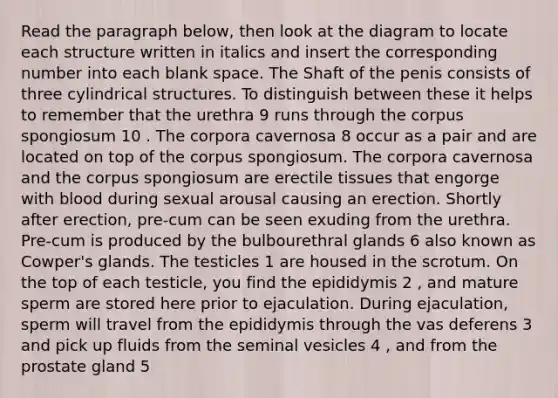 Read the paragraph below, then look at the diagram to locate each structure written in italics and insert the corresponding number into each blank space. The Shaft of the penis consists of three cylindrical structures. To distinguish between these it helps to remember that the urethra 9 runs through the corpus spongiosum 10 . The corpora cavernosa 8 occur as a pair and are located on top of the corpus spongiosum. The corpora cavernosa and the corpus spongiosum are erectile tissues that engorge with blood during sexual arousal causing an erection. Shortly after erection, pre-cum can be seen exuding from the urethra. Pre-cum is produced by the bulbourethral glands 6 also known as Cowper's glands. The testicles 1 are housed in the scrotum. On the top of each testicle, you find the epididymis 2 , and mature sperm are stored here prior to ejaculation. During ejaculation, sperm will travel from the epididymis through the vas deferens 3 and pick up fluids from the seminal vesicles 4 , and from the prostate gland 5