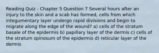 Reading Quiz - Chapter 5 Question 7 Several hours after an injury to the skin and a scab has formed, cells from which integumentary layer undergo rapid divisions and begin to migrate along the edge of the wound? a) cells of the stratum basale of <a href='https://www.questionai.com/knowledge/kBFgQMpq6s-the-epidermis' class='anchor-knowledge'>the epidermis</a> b) papillary layer of <a href='https://www.questionai.com/knowledge/kEsXbG6AwS-the-dermis' class='anchor-knowledge'>the dermis</a> c) cells of the stratum spinosum of the epidermis d) reticular layer of the dermis