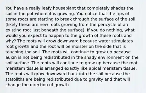 You have a really leafy houseplant that completely shades the soil in the pot where it is growing. You notice that the tips of some roots are starting to break through the surface of the soil (likely these are new roots growing from the pericycle of an existing root just beneath the surface). If you do nothing, what would you expect to happen to the growth of these roots and why? The roots will grow downward because water stimulates root growth and the root will be moister on the side that is touching the soil. The roots will continue to grow up because auxin is not being redistributed in the shady environment on the soil surface. The roots will continue to grow up because the root meristem tissue is arranged exactly like apical meristem tissue. The roots will grow downward back into the soil because the statoliths are being redistributed due to gravity and that will change the direction of growth