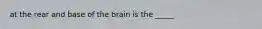 at the rear and base of the brain is the _____