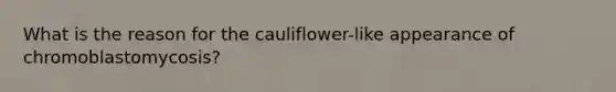 What is the reason for the cauliflower-like appearance of chromoblastomycosis?