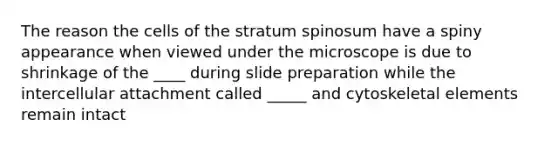 The reason the cells of the stratum spinosum have a spiny appearance when viewed under the microscope is due to shrinkage of the ____ during slide preparation while the intercellular attachment called _____ and cytoskeletal elements remain intact