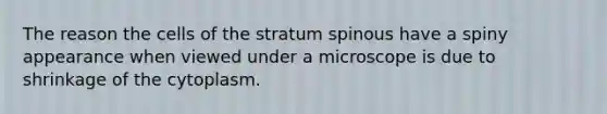 The reason the cells of the stratum spinous have a spiny appearance when viewed under a microscope is due to shrinkage of the cytoplasm.