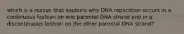 which is a reason that explains why DNA replication occurs in a continuous fashion on one parental DNA strand and in a discontinuous fashion on the other parental DNA strand?