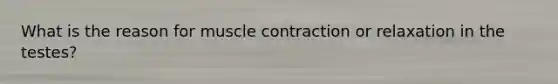 What is the reason for muscle contraction or relaxation in the testes?