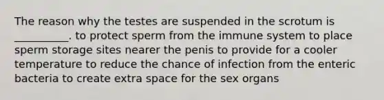 The reason why the testes are suspended in the scrotum is __________. to protect sperm from the immune system to place sperm storage sites nearer the penis to provide for a cooler temperature to reduce the chance of infection from the enteric bacteria to create extra space for the sex organs