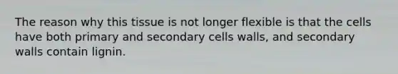 The reason why this tissue is not longer flexible is that the cells have both primary and secondary cells walls, and secondary walls contain lignin.