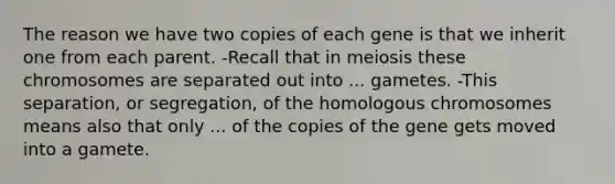 The reason we have two copies of each gene is that we inherit one from each parent. -Recall that in meiosis these chromosomes are separated out into ... gametes. -This separation, or segregation, of the homologous chromosomes means also that only ... of the copies of the gene gets moved into a gamete.