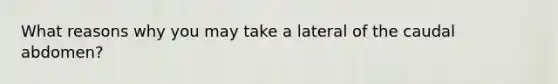 What reasons why you may take a lateral of the caudal abdomen?