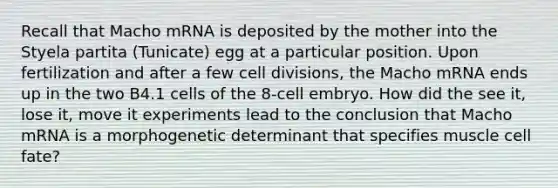 Recall that Macho mRNA is deposited by the mother into the Styela partita (Tunicate) egg at a particular position. Upon fertilization and after a few cell divisions, the Macho mRNA ends up in the two B4.1 cells of the 8-cell embryo. How did the see it, lose it, move it experiments lead to the conclusion that Macho mRNA is a morphogenetic determinant that specifies muscle cell fate?