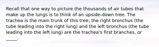 Recall that one way to picture the thousands of air tubes that make up the lungs is to think of an upside-down tree. The trachea is the main trunk of this tree; the right bronchus (the tube leading into the right lung) and the left bronchus (the tube leading into the left lung) are the trachea's first branches, or _____.