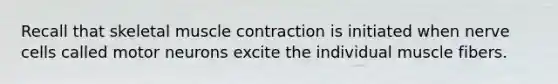 Recall that skeletal muscle contraction is initiated when nerve cells called motor neurons excite the individual muscle fibers.