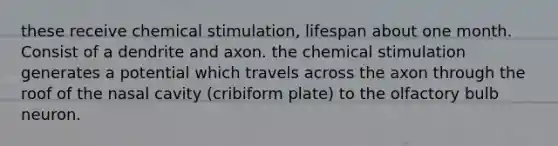 these receive chemical stimulation, lifespan about one month. Consist of a dendrite and axon. the chemical stimulation generates a potential which travels across the axon through the roof of the nasal cavity (cribiform plate) to the olfactory bulb neuron.