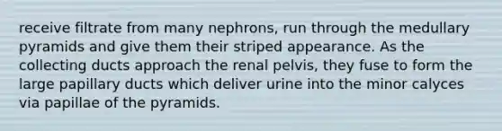 receive filtrate from many nephrons, run through the medullary pyramids and give them their striped appearance. As the collecting ducts approach the renal pelvis, they fuse to form the large papillary ducts which deliver urine into the minor calyces via papillae of the pyramids.