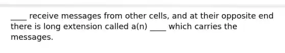 ____ receive messages from other cells, and at their opposite end there is long extension called a(n) ____ which carries the messages.