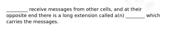 _________ receive messages from other cells, and at their opposite end there is a long extension called a(n) ________ which carries the messages.