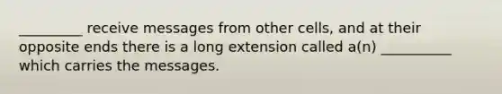 _________ receive messages from other cells, and at their opposite ends there is a long extension called a(n) __________ which carries the messages.