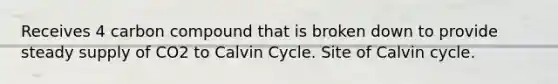 Receives 4 carbon compound that is broken down to provide steady supply of CO2 to Calvin Cycle. Site of Calvin cycle.