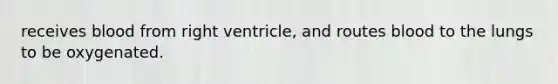 receives blood from right ventricle, and routes blood to the lungs to be oxygenated.