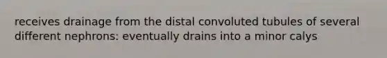 receives drainage from the distal convoluted tubules of several different nephrons: eventually drains into a minor calys