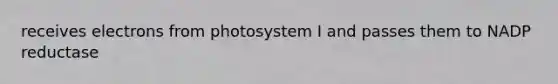 receives electrons from photosystem I and passes them to NADP reductase