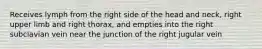 Receives lymph from the right side of the head and neck, right upper limb and right thorax, and empties into the right subclavian vein near the junction of the right jugular vein