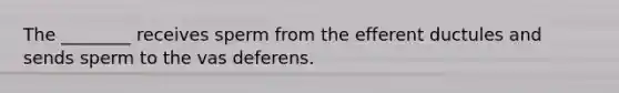 The ________ receives sperm from the efferent ductules and sends sperm to the vas deferens.