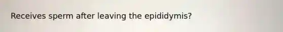 Receives sperm after leaving the epididymis?