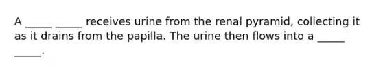 A _____ _____ receives urine from the renal pyramid, collecting it as it drains from the papilla. The urine then flows into a _____ _____.