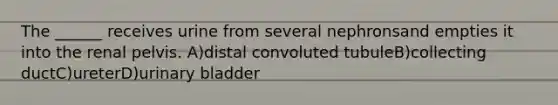 The ______ receives urine from several nephronsand empties it into the renal pelvis. A)distal convoluted tubuleB)collecting ductC)ureterD)<a href='https://www.questionai.com/knowledge/kb9SdfFdD9-urinary-bladder' class='anchor-knowledge'>urinary bladder</a>