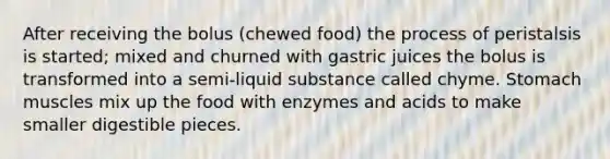 After receiving the bolus (chewed food) the process of peristalsis is started; mixed and churned with gastric juices the bolus is transformed into a semi-liquid substance called chyme. Stomach muscles mix up the food with enzymes and acids to make smaller digestible pieces.