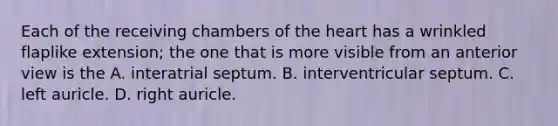 Each of the receiving chambers of the heart has a wrinkled flaplike extension; the one that is more visible from an anterior view is the A. interatrial septum. B. interventricular septum. C. left auricle. D. right auricle.