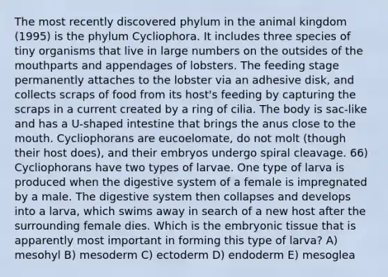 The most recently discovered phylum in the animal kingdom (1995) is the phylum Cycliophora. It includes three species of tiny organisms that live in large numbers on the outsides of the mouthparts and appendages of lobsters. The feeding stage permanently attaches to the lobster via an adhesive disk, and collects scraps of food from its host's feeding by capturing the scraps in a current created by a ring of cilia. The body is sac-like and has a U-shaped intestine that brings the anus close to the mouth. Cycliophorans are eucoelomate, do not molt (though their host does), and their embryos undergo spiral cleavage. 66) Cycliophorans have two types of larvae. One type of larva is produced when the digestive system of a female is impregnated by a male. The digestive system then collapses and develops into a larva, which swims away in search of a new host after the surrounding female dies. Which is the embryonic tissue that is apparently most important in forming this type of larva? A) mesohyl B) mesoderm C) ectoderm D) endoderm E) mesoglea