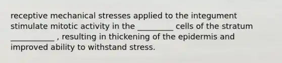 receptive mechanical stresses applied to the integument stimulate mitotic activity in the _________ cells of the stratum ___________ , resulting in thickening of the epidermis and improved ability to withstand stress.