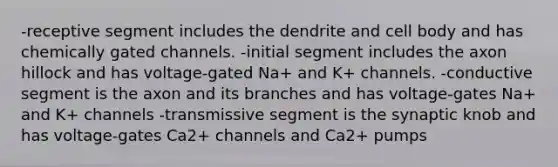 -receptive segment includes the dendrite and cell body and has chemically gated channels. -initial segment includes the axon hillock and has voltage-gated Na+ and K+ channels. -conductive segment is the axon and its branches and has voltage-gates Na+ and K+ channels -transmissive segment is the synaptic knob and has voltage-gates Ca2+ channels and Ca2+ pumps