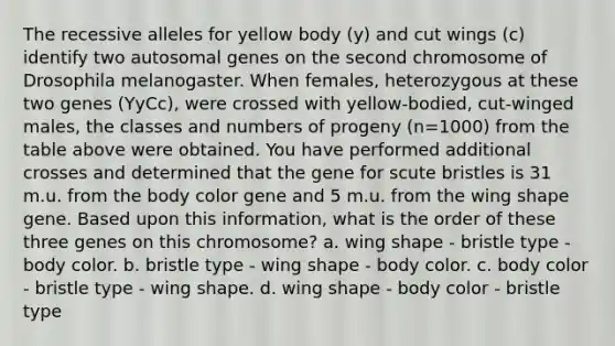 The recessive alleles for yellow body (y) and cut wings (c) identify two autosomal genes on the second chromosome of Drosophila melanogaster. When females, heterozygous at these two genes (YyCc), were crossed with yellow-bodied, cut-winged males, the classes and numbers of progeny (n=1000) from the table above were obtained. You have performed additional crosses and determined that the gene for scute bristles is 31 m.u. from the body color gene and 5 m.u. from the wing shape gene. Based upon this information, what is the order of these three genes on this chromosome? a. wing shape - bristle type - body color. b. bristle type - wing shape - body color. c. body color - bristle type - wing shape. d. wing shape - body color - bristle type