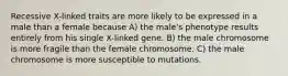 Recessive X-linked traits are more likely to be expressed in a male than a female because A) the male's phenotype results entirely from his single X-linked gene. B) the male chromosome is more fragile than the female chromosome. C) the male chromosome is more susceptible to mutations.