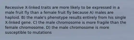 Recessive X-linked traits are more likely to be expressed in a male fruit fly than a female fruit fly because A) males are haploid. B) the male's phenotype results entirely from his single X-linked gene. C) the male chromosome is more fragile than the female chromosome. D) the male chromosome is more susceptible to mutations