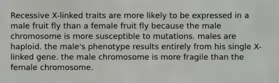 Recessive X-linked traits are more likely to be expressed in a male fruit fly than a female fruit fly because the male chromosome is more susceptible to mutations. males are haploid. the male's phenotype results entirely from his single X-linked gene. the male chromosome is more fragile than the female chromosome.