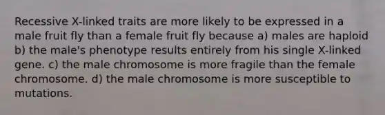 Recessive X-linked traits are more likely to be expressed in a male fruit fly than a female fruit fly because a) males are haploid b) the male's phenotype results entirely from his single X-linked gene. c) the male chromosome is more fragile than the female chromosome. d) the male chromosome is more susceptible to mutations.