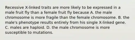 Recessive X-linked traits are more likely to be expressed in a male fruit fly than a female fruit fly because A. the male chromosome is more fragile than the female chromosome. B. the male's phenotype results entirely from his single X-linked gene. C. males are haploid. D. the male chromosome is more susceptible to mutations.